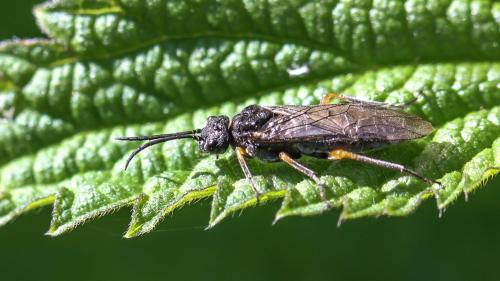 Dolerus (gonager-puncticollis)